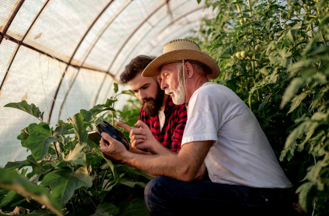 Tomato cultivation in coco coir